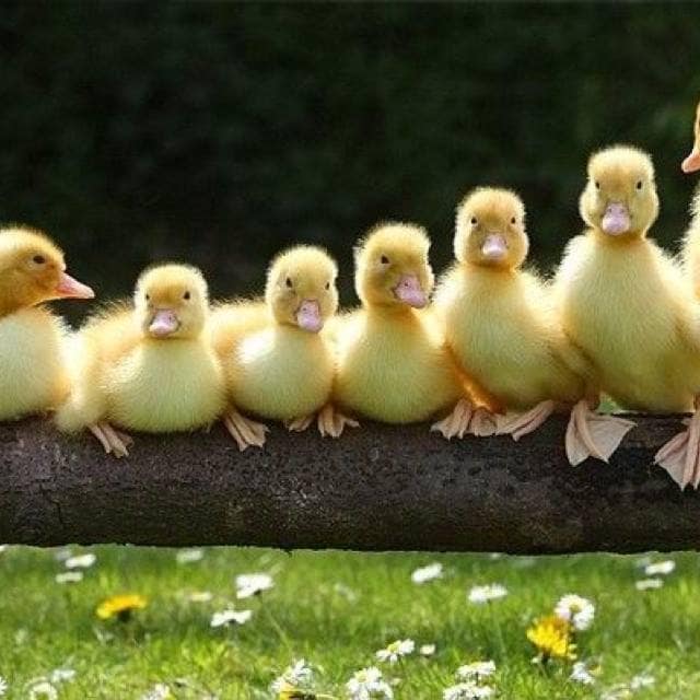 ARE YOUR ‘IMMIGRATION DUCKS’ IN A ROW TO APPLY FOR INDEFINITE LEAVE TO REMAIN IN THE UK? Ducks